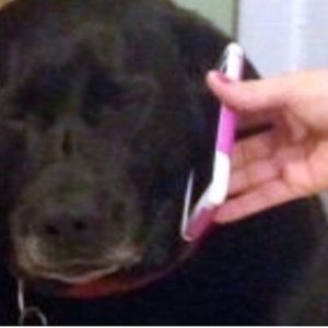 Meet your Posher, Ava